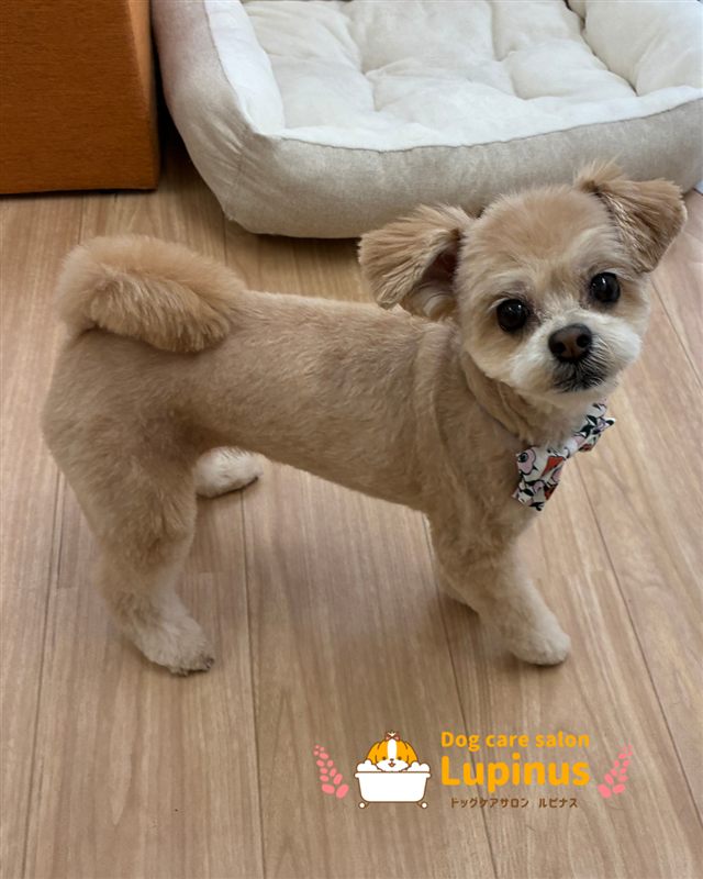 トリミング後のMIX犬
